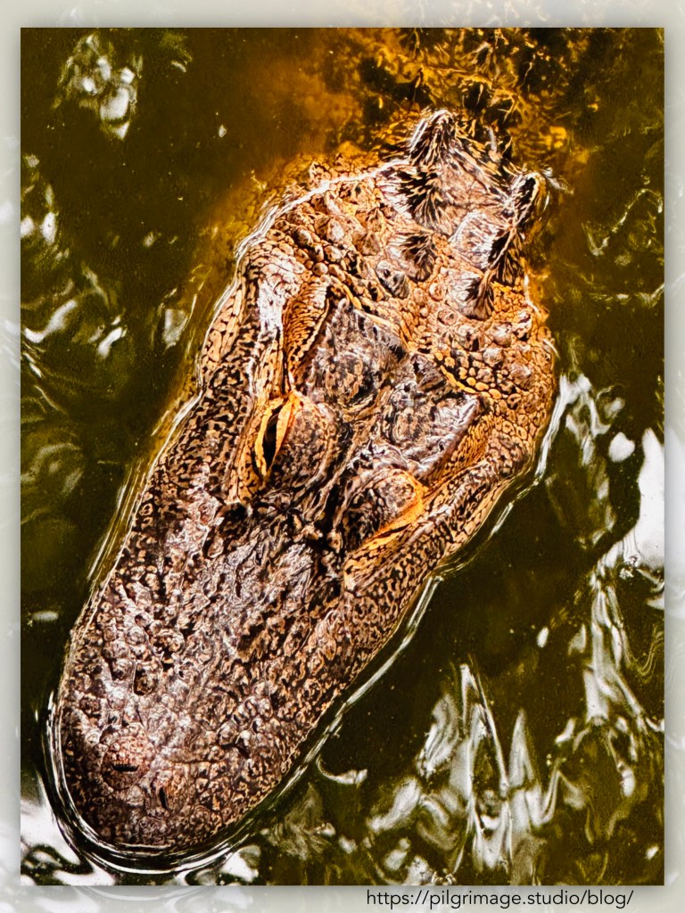 Alligator resting in the water